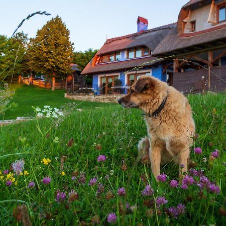 Casele Cu Stuf B&B Haus Ulrike Sălicea Exterior foto